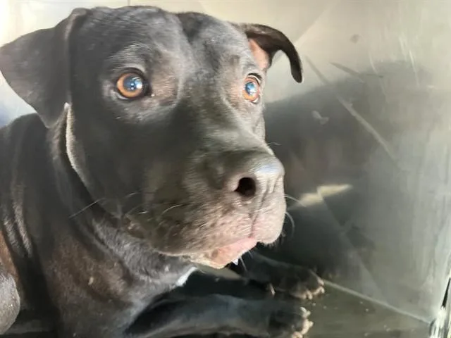 A young medium-sized male Mixed Breed dog named Chico for adoption in Dallas, TX