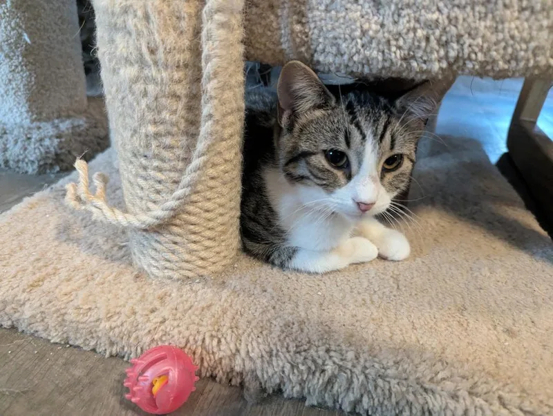 A young medium-sized female Domestic Short Hair cat named Pudding for adoption in Rice Lake, WI