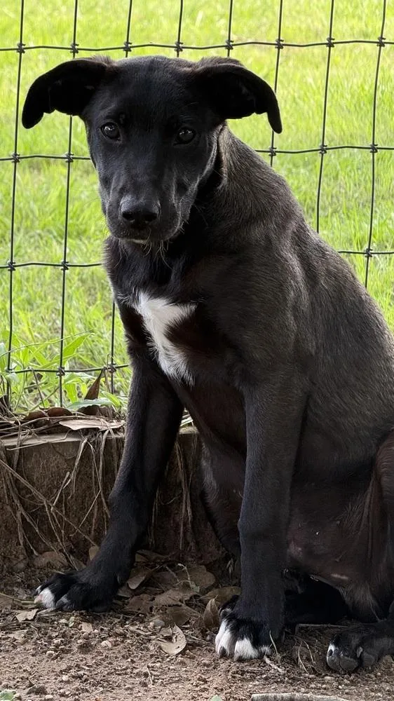 A baby medium-sized male Black Mixed Breed dog named Olaf for adoption in Brookshire, TX