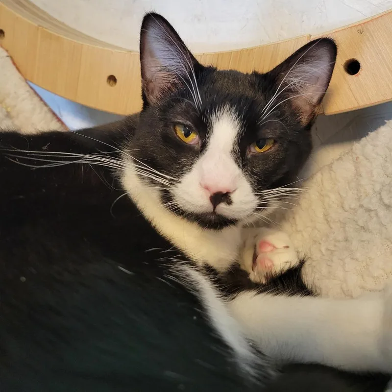 An adult medium-sized female Black Domestic Short Hair cat named Milli for adoption in Priest River, ID