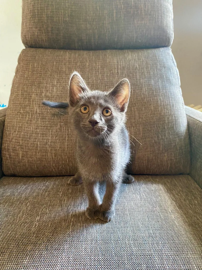 A baby medium-sized male American Shorthair cat named Enzo for adoption in Maywood, IL