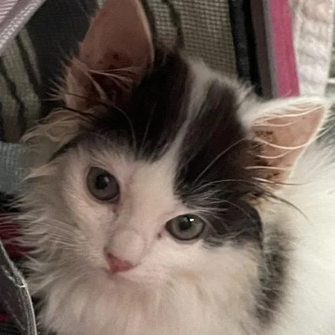 A baby small-sized female Black Domestic Short Hair cat named Snowflake In Stevensville for adoption in Alexandria, VA