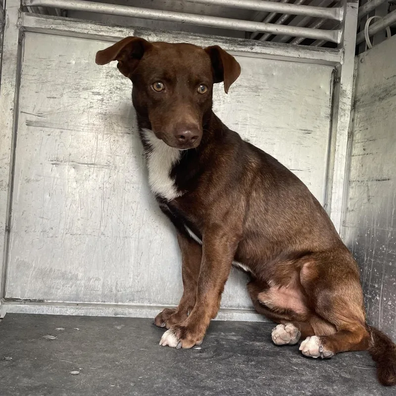 An adult medium-sized male Brown / Chocolate Shepherd dog named Chucky for adoption in Edinburg, TX