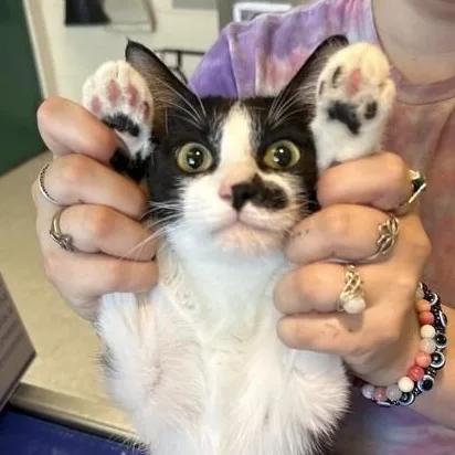 A young medium-sized female Calico Domestic Short Hair cat named Bonita for adoption in Elyria, OH