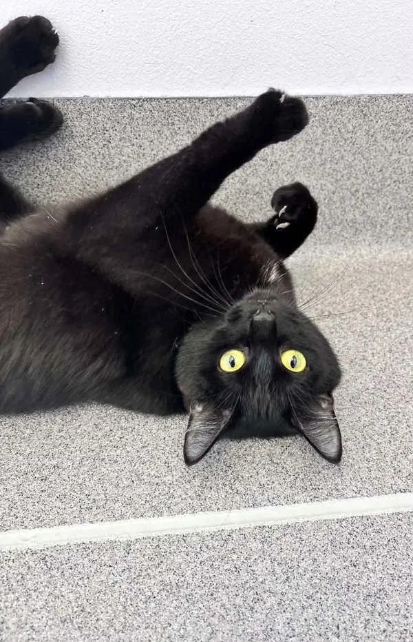 A young small-sized female Domestic Short Hair cat named Posey for adoption in McMinnville, OR