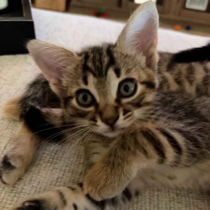 A baby small-sized female Brown / Chocolate Domestic Short Hair cat named Maisy for adoption in League City, TX