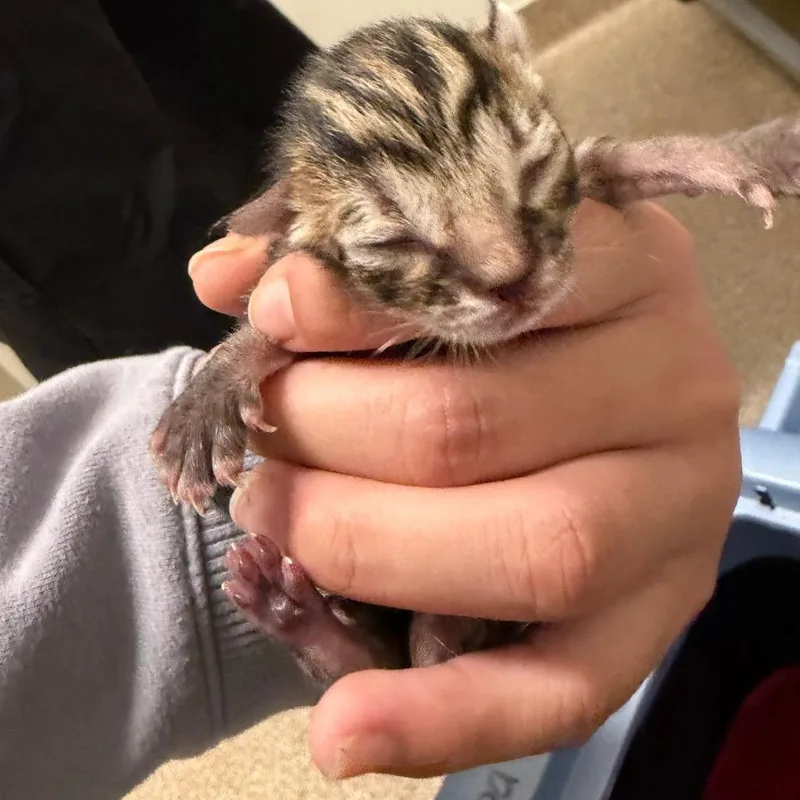 Maisy thumbnail 3