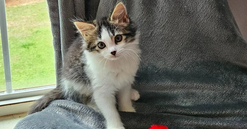A baby small-sized male Domestic Long Hair cat named Spanakopita for adoption in Greensboro, NC