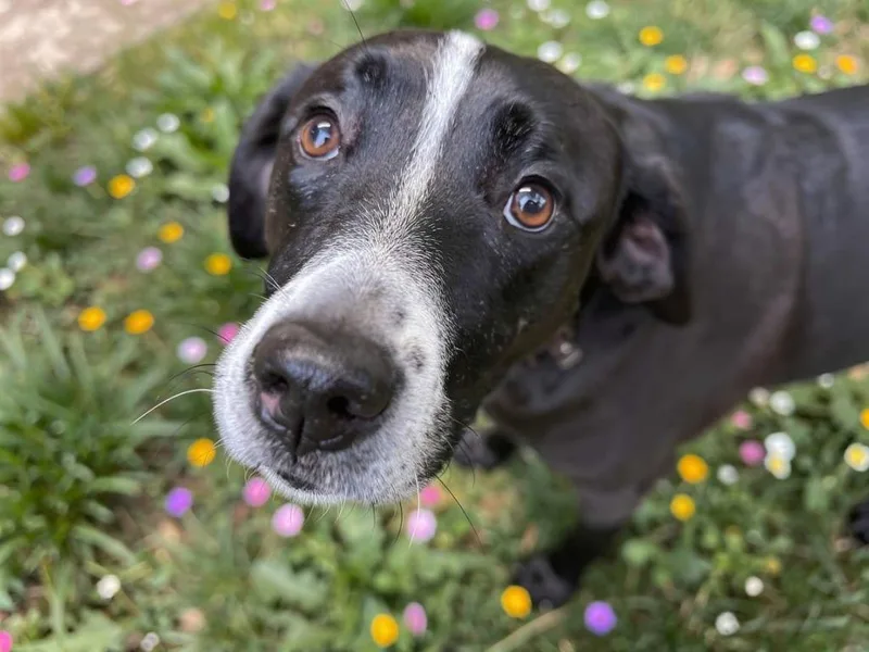 An adult large-sized female Pit Bull Terrier dog named Beautiful for adoption in Sebastian, FL