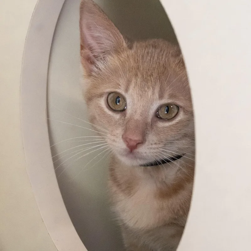 A baby medium-sized male Buff / Tan / Fawn Domestic Short Hair cat named Sweet Potato for adoption in Victor, NY