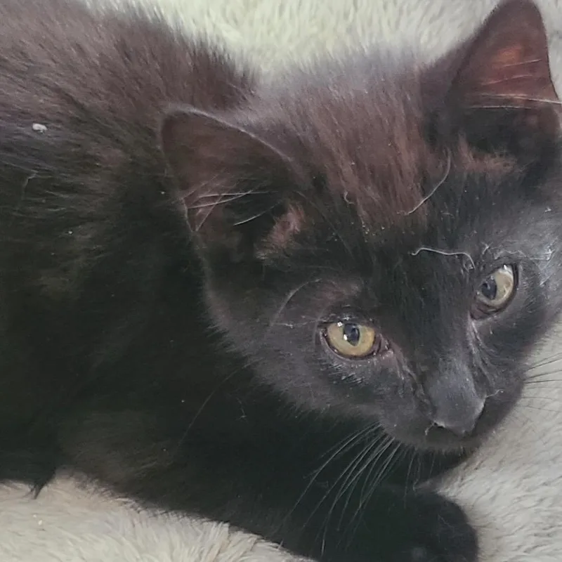 A baby small-sized male Black Domestic Short Hair cat named Caleb Hill for adoption in Woodstock, VA