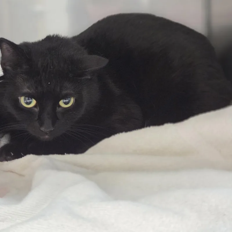 An adult large-sized female Black Domestic Short Hair cat named Kenya for adoption in Pittsford, VT