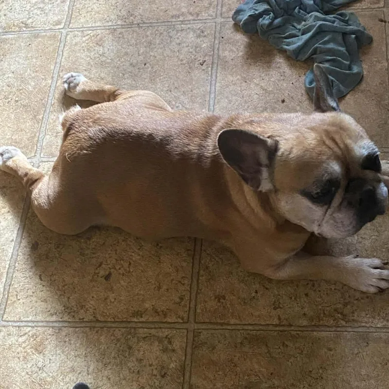 Marcellus Bw thumbnail 2