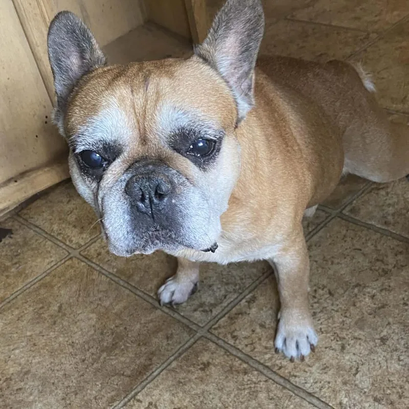 Marcellus Bw thumbnail 3