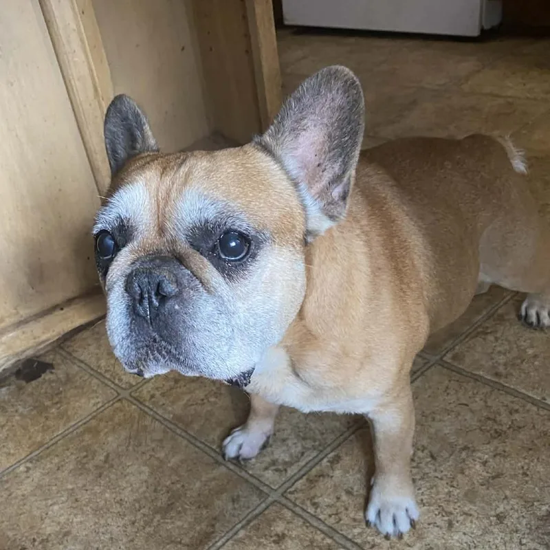 Marcellus Bw thumbnail 4