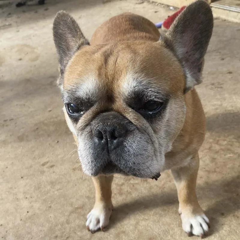 A senior medium-sized male Yellow / Tan / Blond / Fawn French Bulldog dog named Marcellus Bw for adoption in Austin, TX