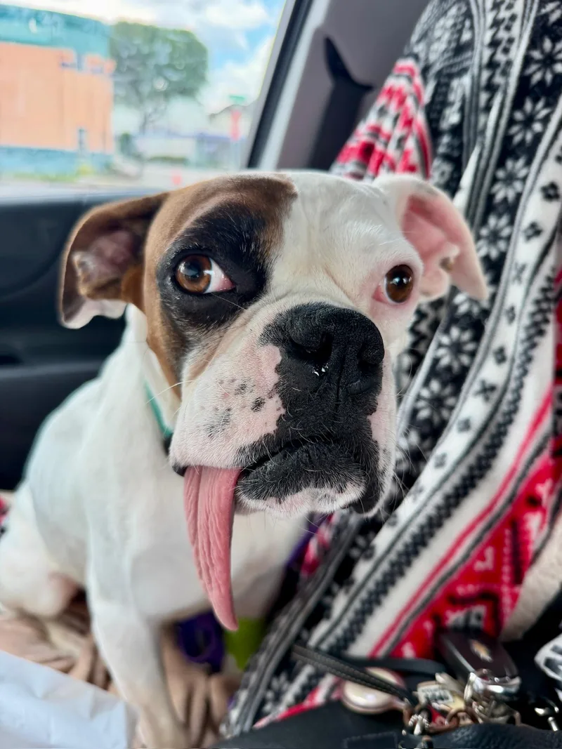 A young medium-sized male Boxer dog named Otis  Best Boxer for adoption in Houston, TX