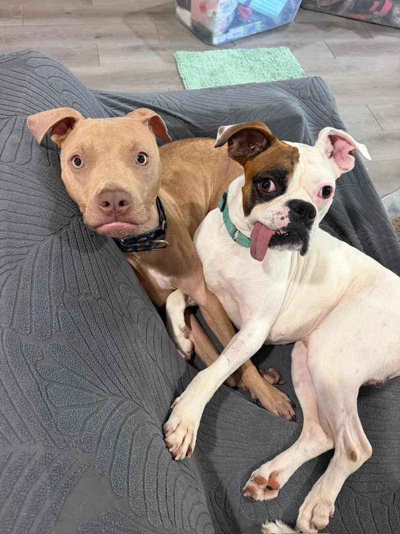 Otis  Best Boxer thumbnail 3