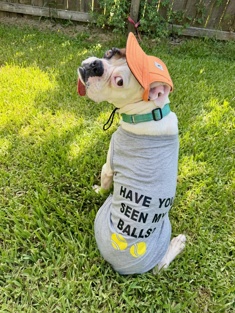 Otis  Best Boxer thumbnail 4