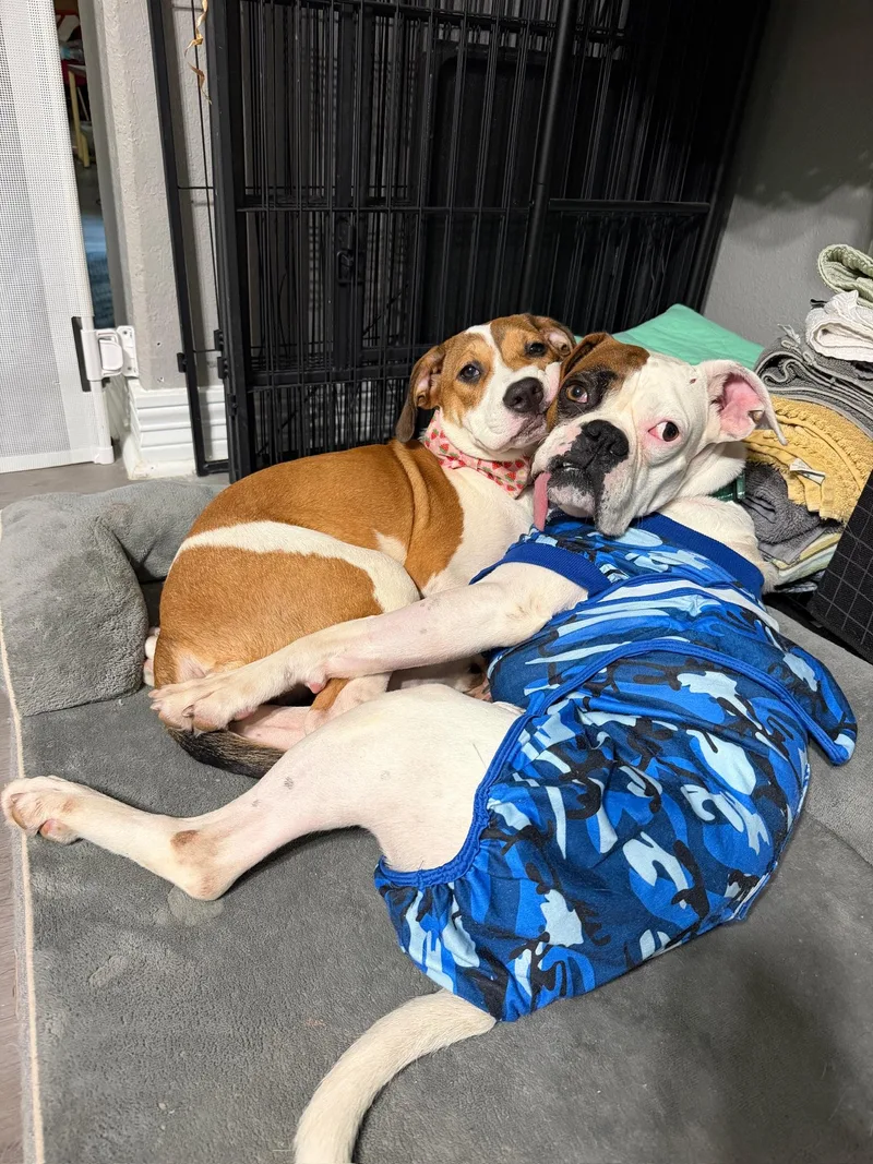 Otis  Best Boxer thumbnail 5