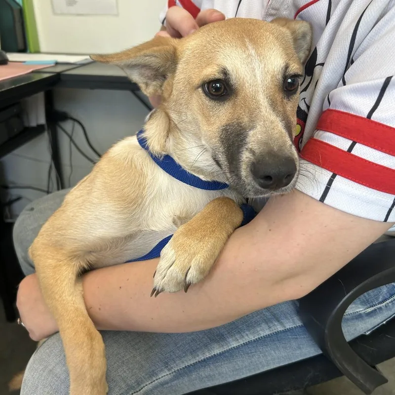 A young medium-sized female Yellow / Tan / Blond / Fawn Shepherd dog named Sugar for adoption in Pullman, WA