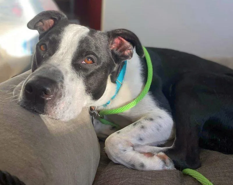 An adult large-sized male Border Collie dog named Kubo Lonestar for adoption in Rockaway, NJ