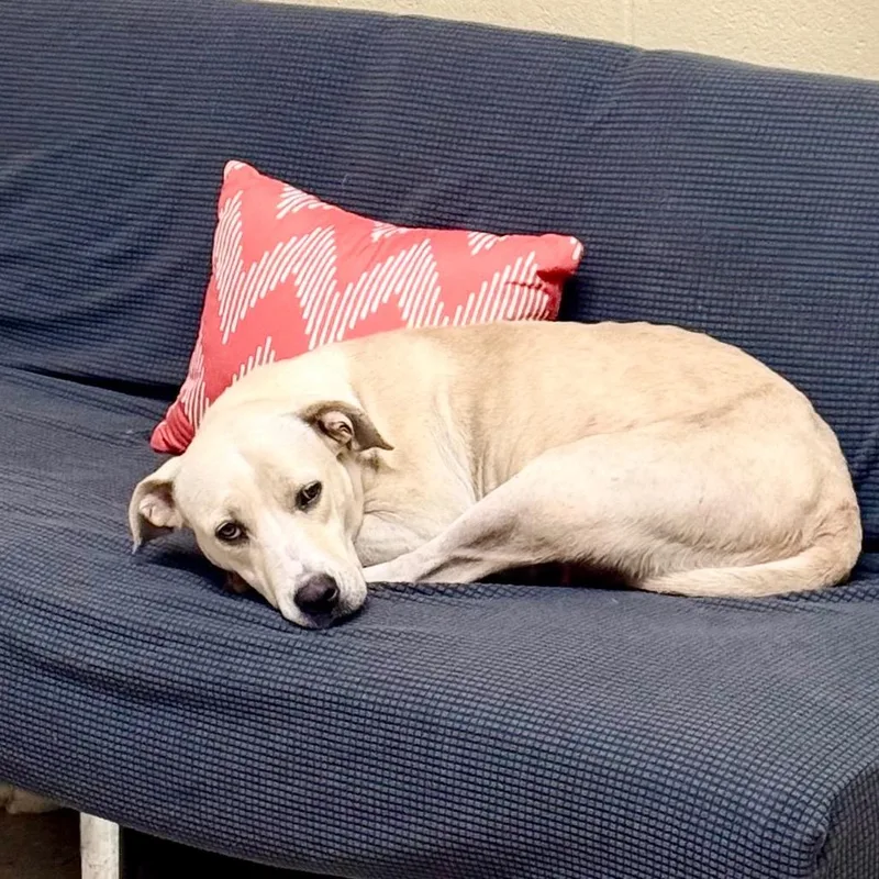 An adult medium-sized female White / Cream Pit Bull Terrier dog named Jj for adoption in Lucedale, MS