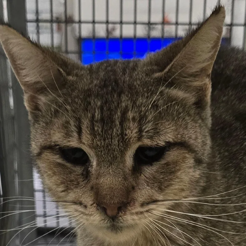 A young medium-sized female Brown / Chocolate Domestic Short Hair cat named Adrienne for adoption in Las Cruces, NM