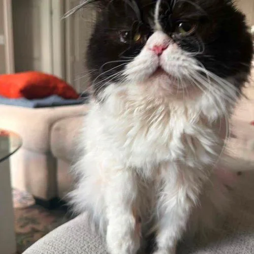 An adult medium-sized male Persian cat named Gucci for adoption in Fishers, IN