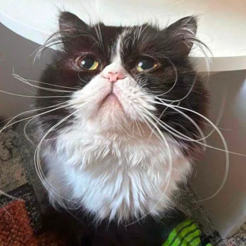Gucci thumbnail 3