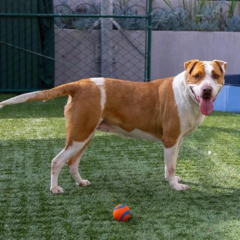 An adult large-sized female Yellow / Tan / Blond / Fawn Labrador Retriever dog named Girlypop for adoption in Pasadena, CA