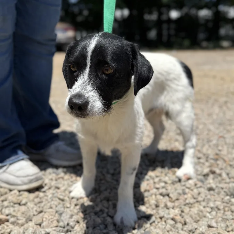 A young medium-sized male Black Wirehaired Terrier dog named A Sauce for adoption in Columbia, SC