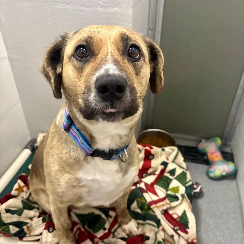 An adult large-sized female Yellow / Tan / Blond / Fawn Labrador Retriever dog named Baya for adoption in Evansville, IN