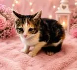 A baby medium-sized female Calico Domestic Short Hair cat named Patty for adoption in Portsmouth, OH