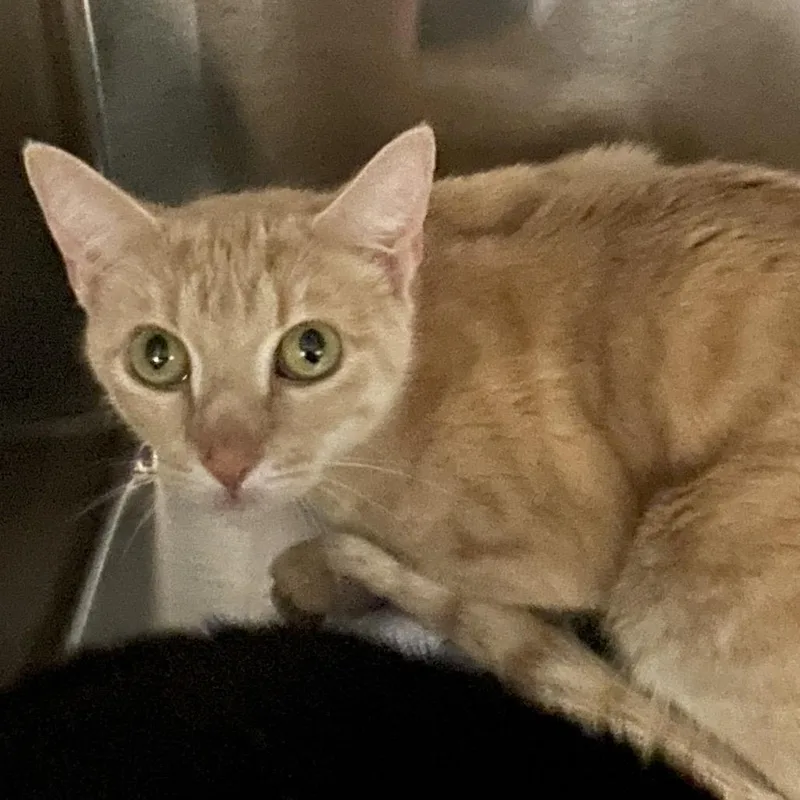 An adult medium-sized female Domestic Short Hair cat named Stormy w Bella fur for adoption in Springfield, MA