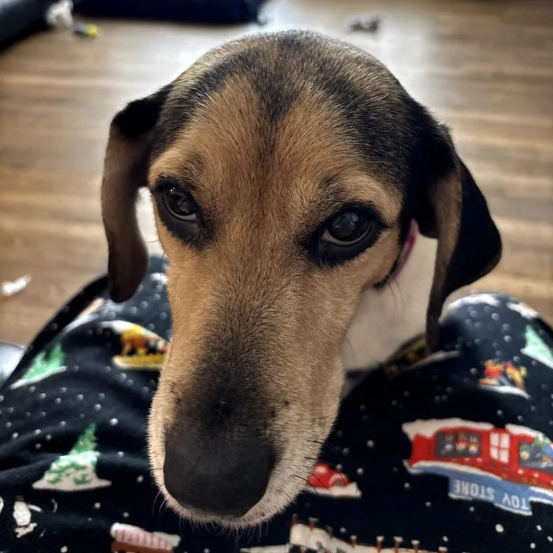 Mama Mistletoe thumbnail 2