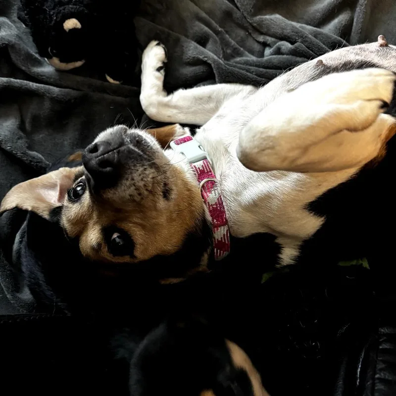 Mama Mistletoe thumbnail 3