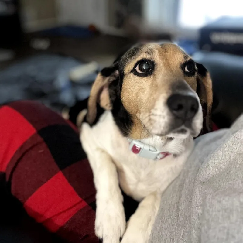 Mama Mistletoe thumbnail 4