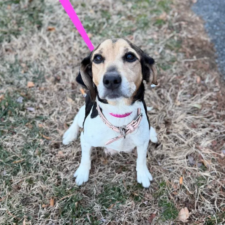 Mama Mistletoe thumbnail 5