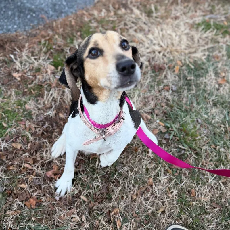 Mama Mistletoe thumbnail 6