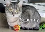 An adult medium-sized female Gray & White Domestic Short Hair cat named Spammy for adoption in Moline, IL