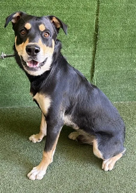A young large-sized male German Shepherd Dog dog named Phineas for adoption in Lancaster, CA