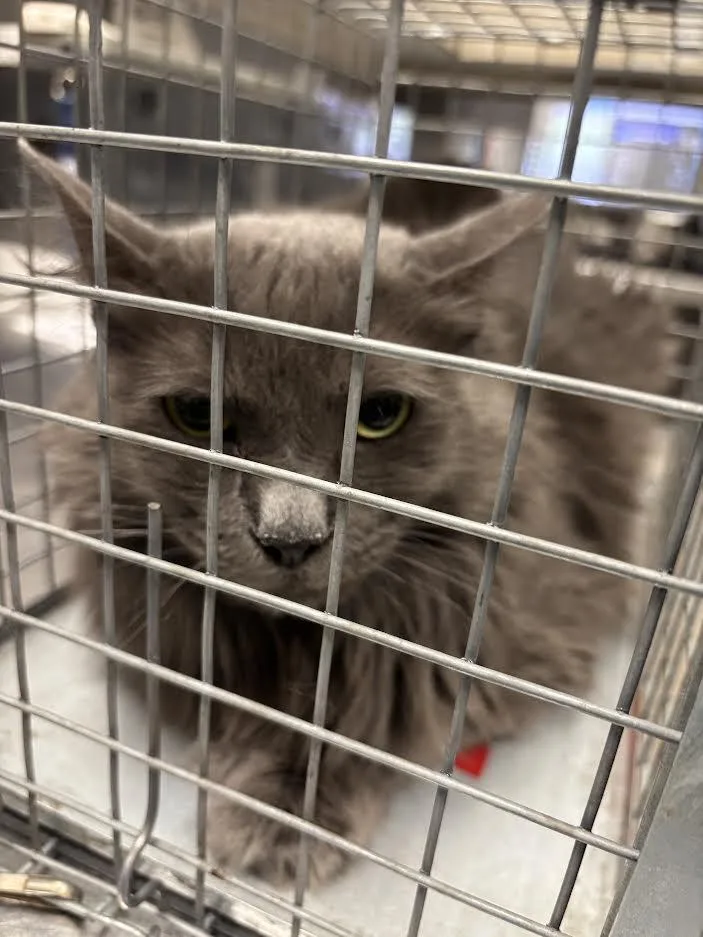 An adult large-sized female Domestic Short Hair cat named Shy for adoption in Las Vegas, NV