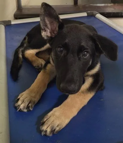 Enzo  URGENT