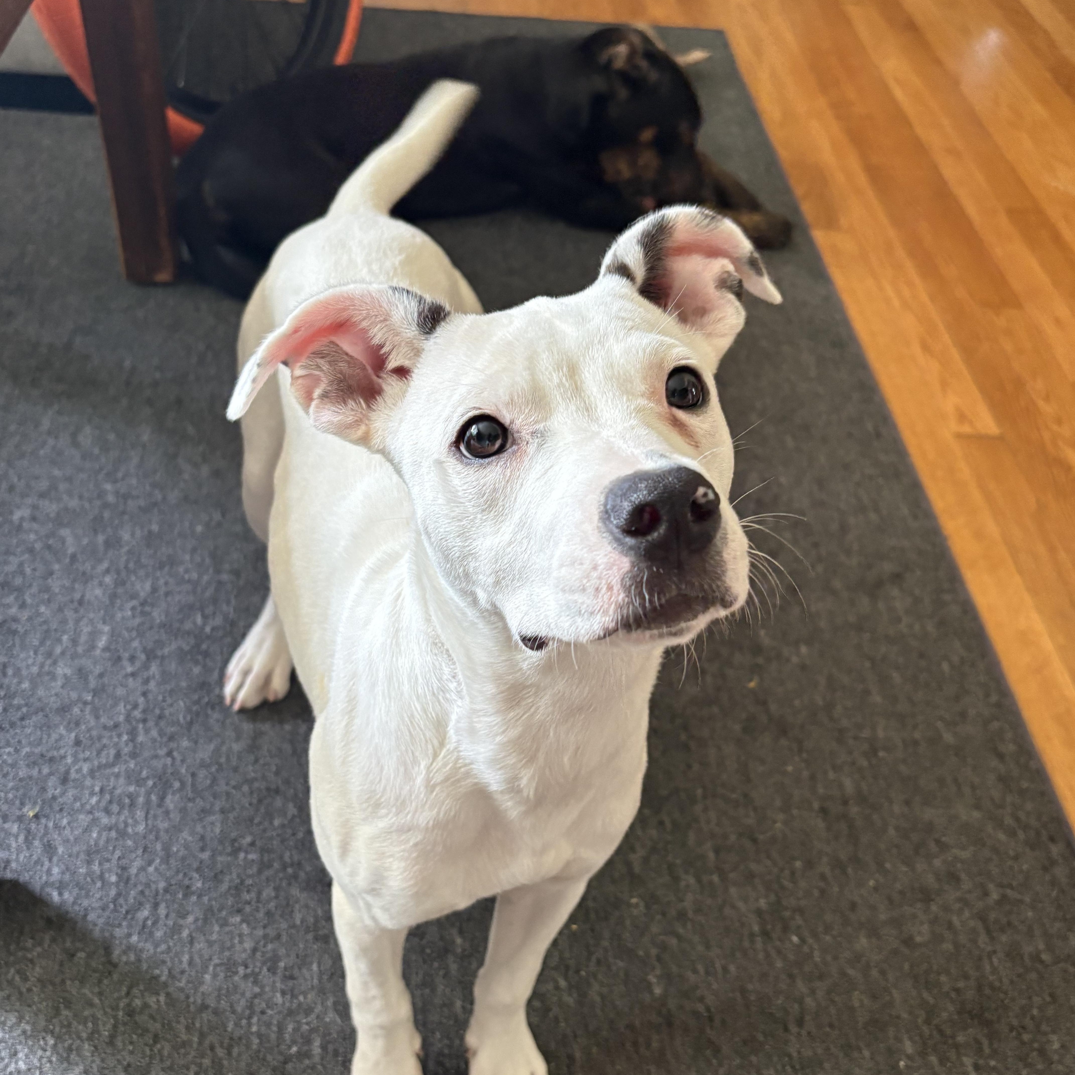 A young medium-sized female Pit Bull Terrier dog named Baby Spice for adoption in Richmond, VA