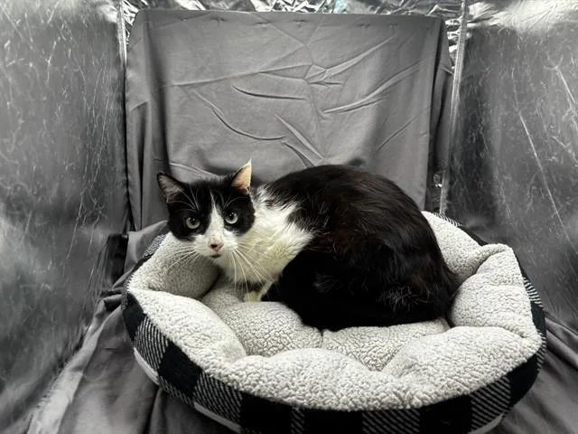 A young small-sized female Domestic Short Hair cat named Nico Robin for adoption in Appling, GA