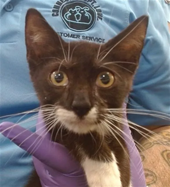 A baby small-sized male Domestic Short Hair cat named Hugo for adoption in Miami, FL