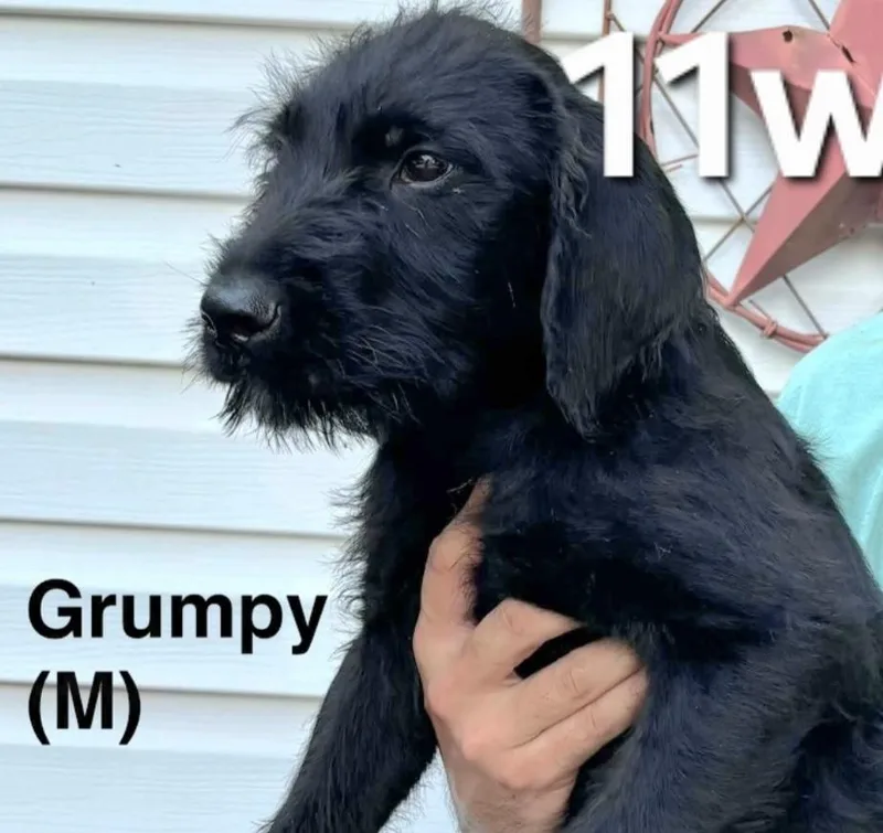 A baby medium-sized male Black Schnauzer dog named Grumpy for adoption in Parma, OH