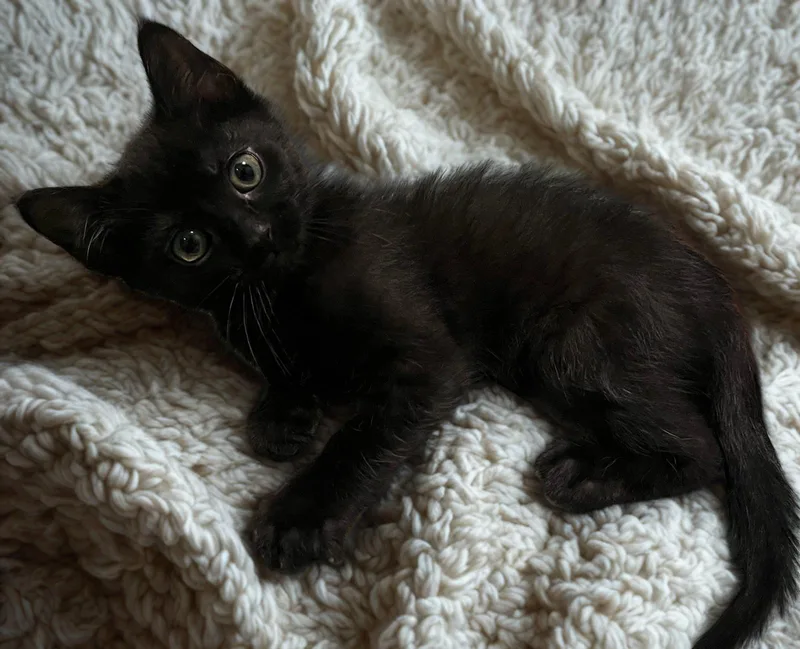 A baby small-sized female Black Domestic Short Hair cat named Daytona for adoption in McKenzie, TN