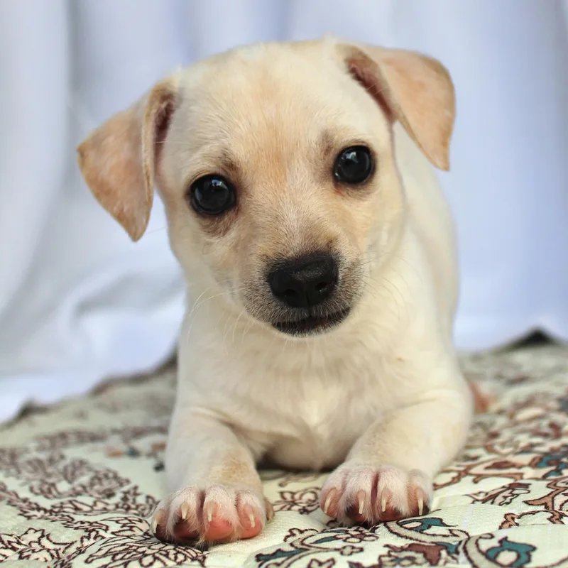 A baby small-sized male White / Cream Chihuahua dog named Peter for adoption in Springfield, OH